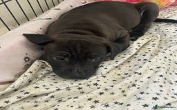 Staffordshire Bull Terrier dogs for sale: Sold  - Image 29
