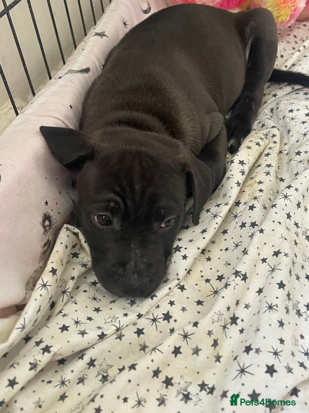 Staffordshire Bull Terrier dogs for sale: Sold  - Image 29