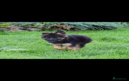German Shepherd dogs for sale: German Shepherd pups  - Image 8