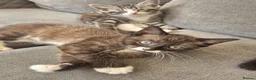 Snowshoe cats for sale: Beautiful snowshoe mixed Norwegian forest  - Advert 19