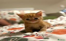 Mixed Breed cats for sale: Beautiful kittens  - Image 1
