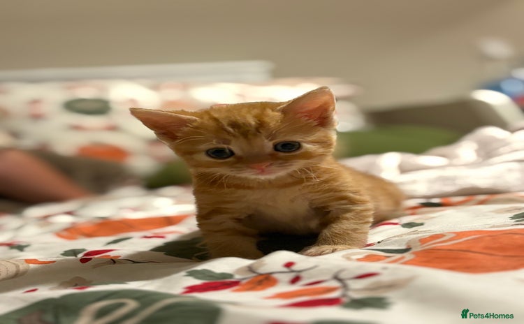 Mixed Breed cats - Advert 4