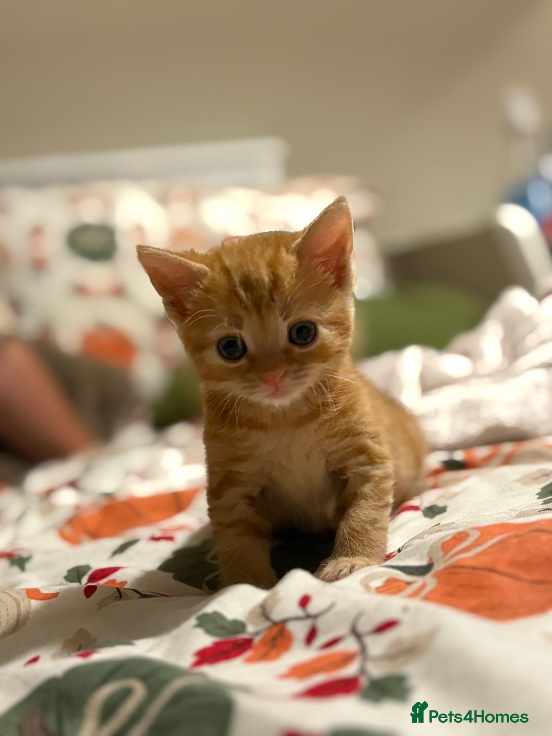 Mixed Breed cats for sale: Beautiful kittens  - Image 1