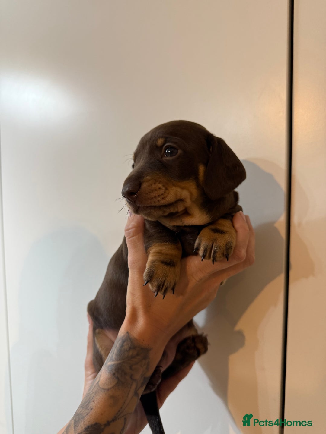 Miniature Dachshund dogs for sale: Two beautiful mini dash’s  - Image 7