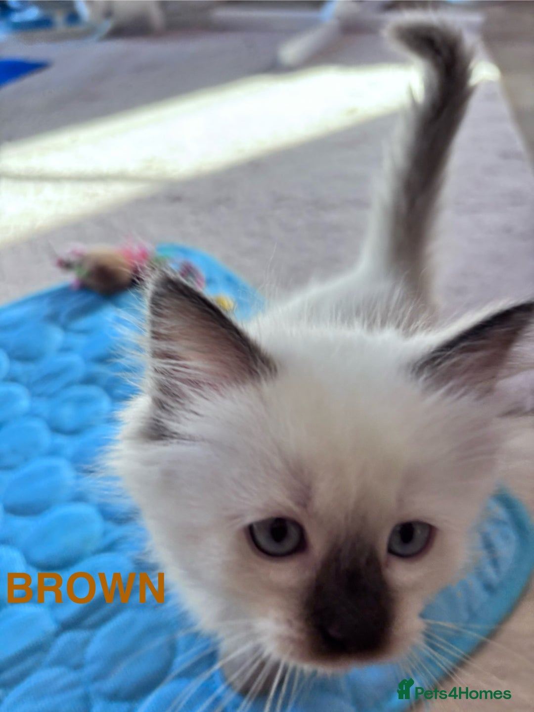 Ragdoll cats for sale: 5 Stunning Ragdoll Kittens  - Image 15