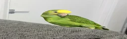 Parrots birds for sale: double yellow headed amazon in Ware - Advert 8