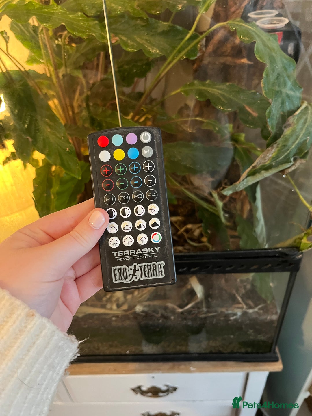 Gecko reptiles for sale: Male Crested Gecko and inclosure. - Image 9