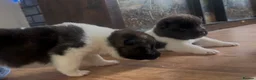 Akita dogs for sale: Chunky bears, WELL TRAINED in Newmarket - Advert 1