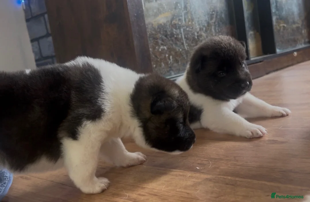 Akita dogs for sale: Chunky bears, WELL TRAINED in Newmarket - Advert 1