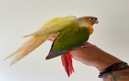 Conures birds for sale: Hand reared conures for sale  - Image 2