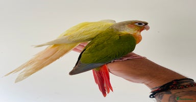 Conures birds - Advert 1