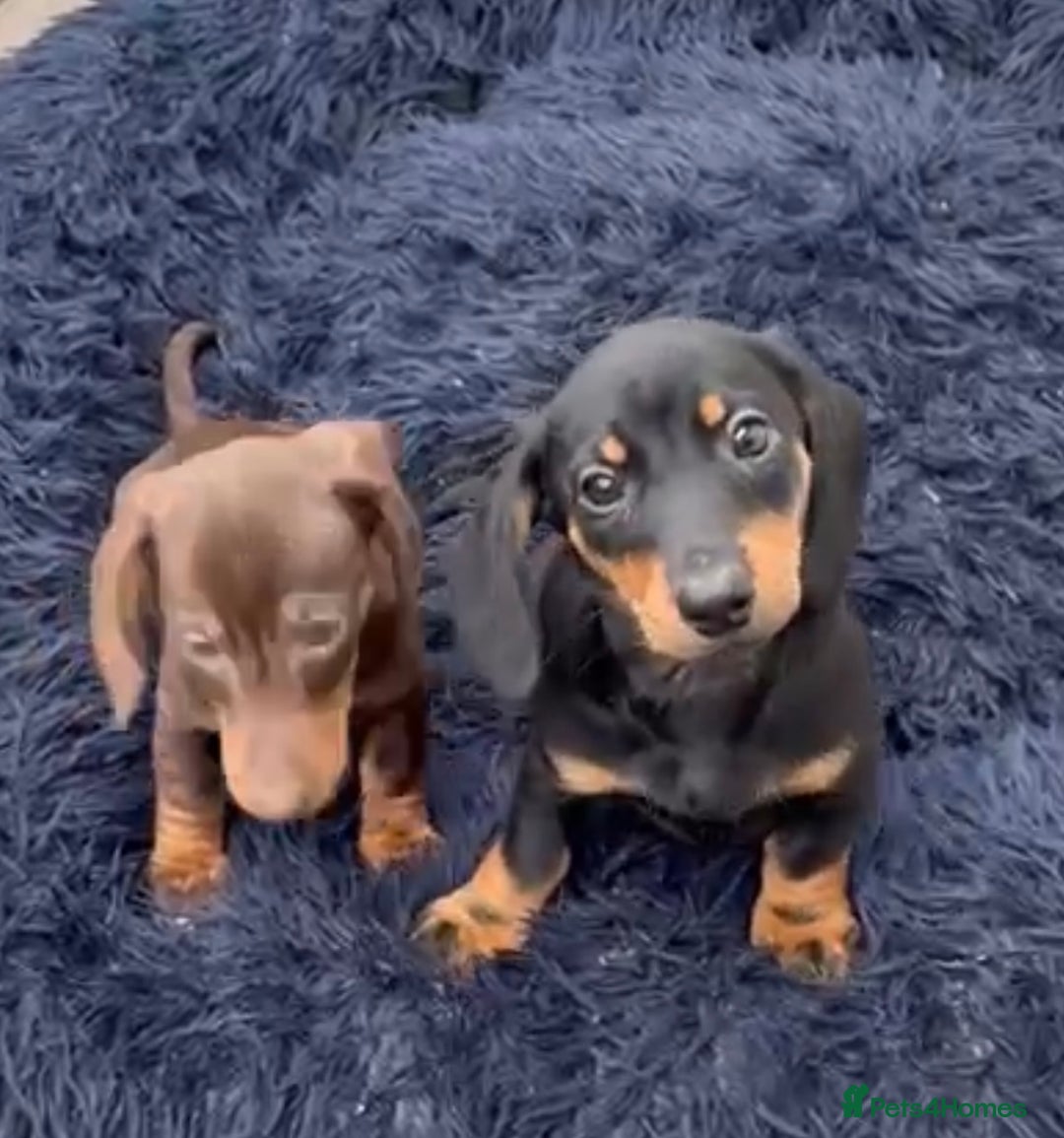 Miniature Dachshund dogs for sale: Mini dachshund smooth 1 choc&tan boy available  - Image 38