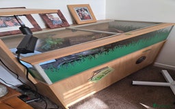 Tortoise reptiles for sale: Horsefield tortoise  - Advert 2