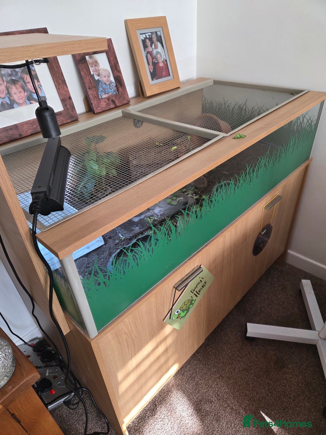 Tortoise reptiles for sale: Horsefield tortoise  - Advert 2