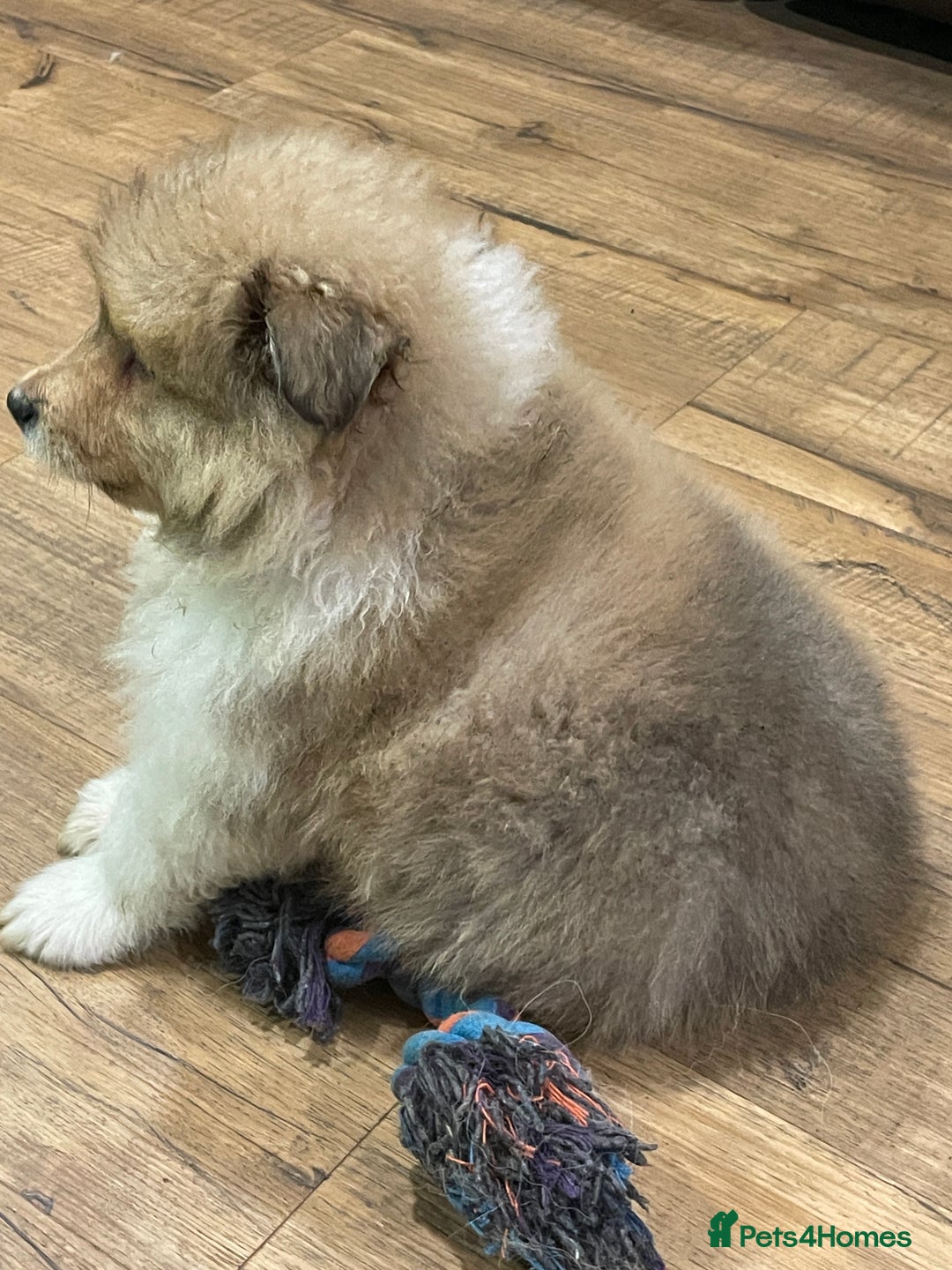 Rough Collie dogs for sale: Sable and white KC registered puppies - Advert 9