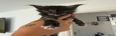 Maine Coon 2