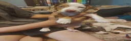 Dachshund dogs for sale: Stunning dachshunds with blue eyes  - Advert 3