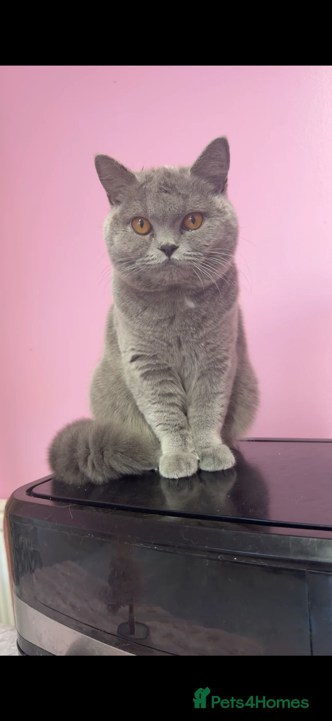 Brazilian Shorthair cats for sale: 2 male BSH kittens  - Advert 1