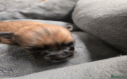 Pomchi dogs for sale: Gorgeous pomchi puppies  - Image 21