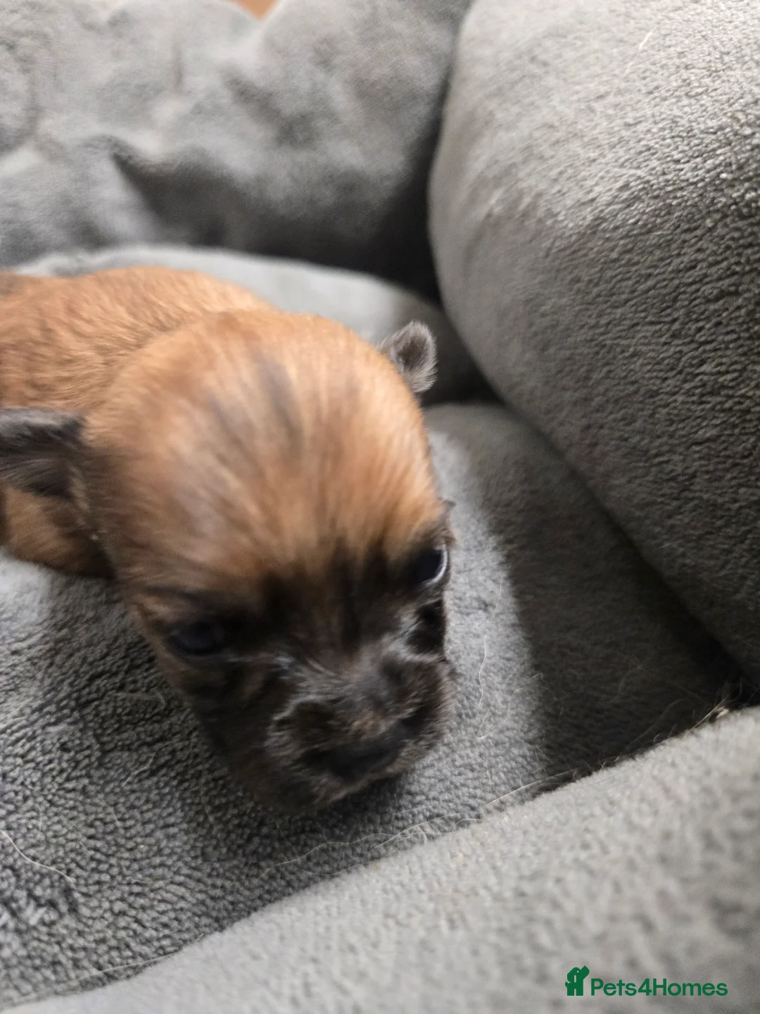 Pomchi dogs for sale: Gorgeous pomchi puppies  - Advert 22
