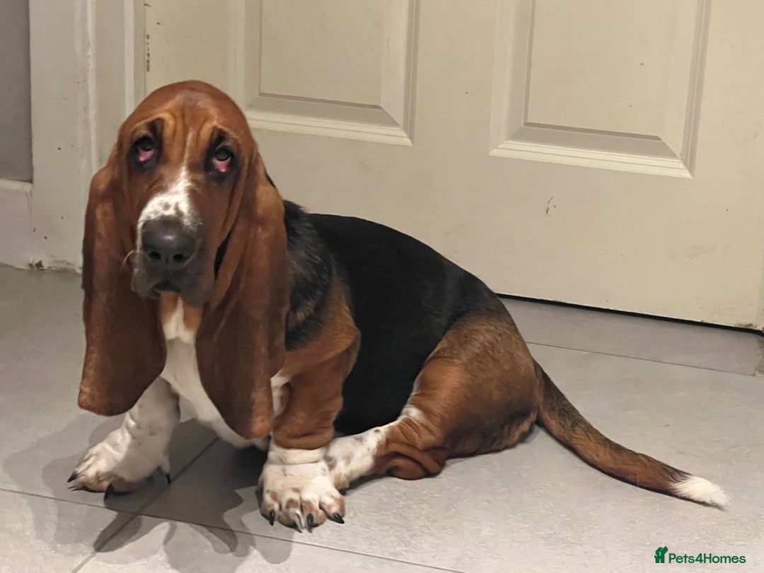 Basset Hound dogs for sale: 5 months old female basset hound - Image 3