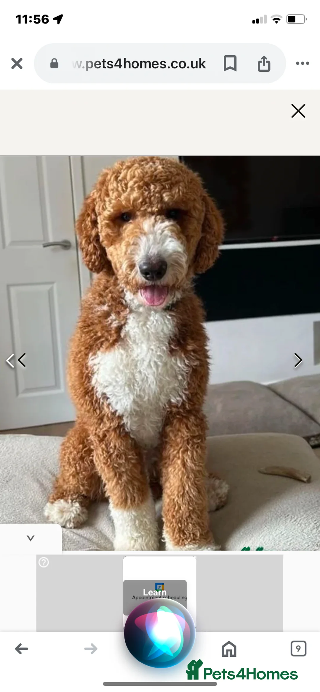 Mixed Breed dogs for sale: Labradoodle F1 Fox Red/ Australian Labradoodle  - Advert 2
