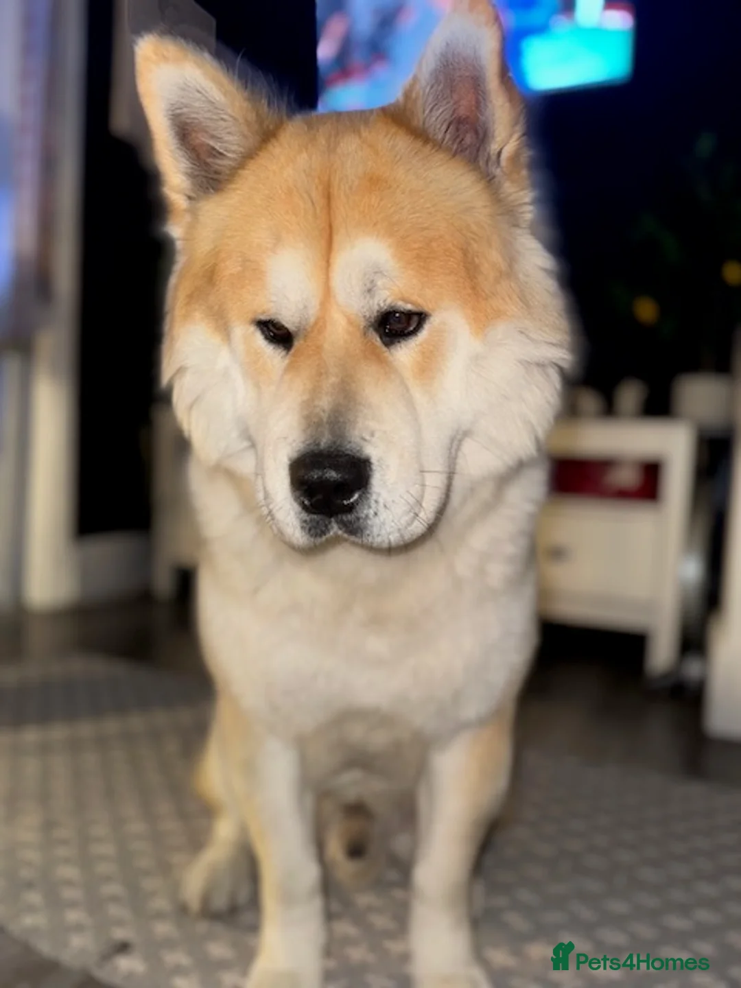 Mixed Breed dogs for sale: Bear // Chakita // Boy 2.8yrs // Blue Tounge - Advert 9