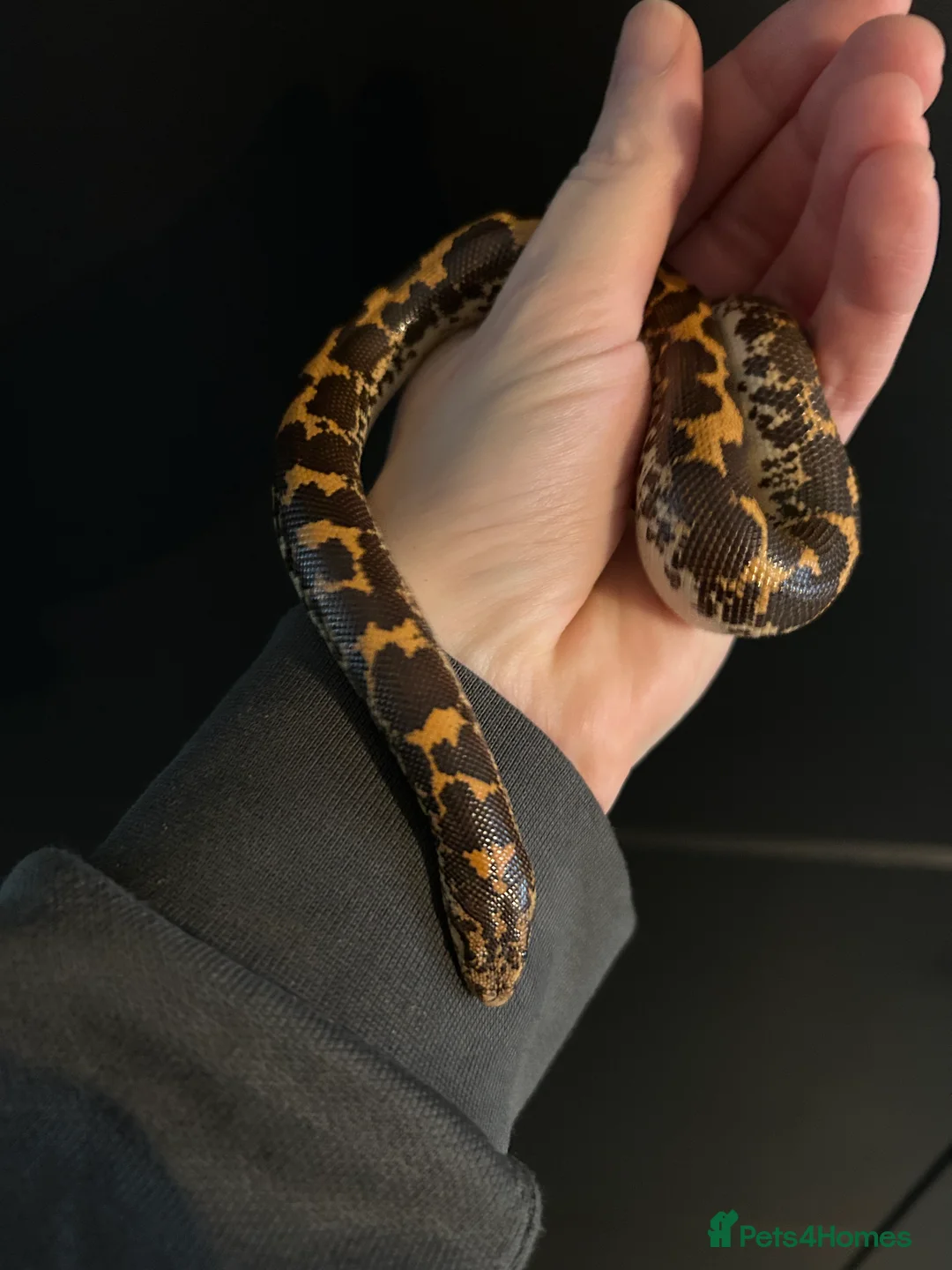 Snake reptiles for sale: Kenyan Sand Boa + Enclosure full setup  - Advert 8