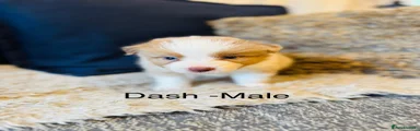 Dash