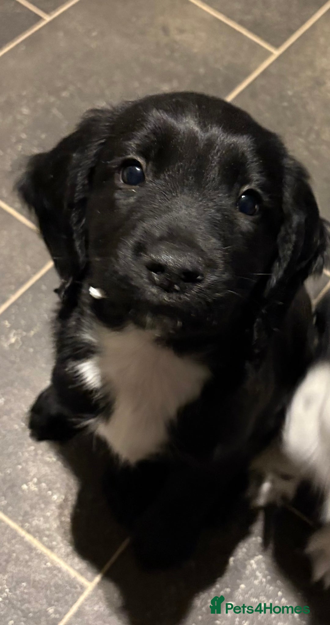 Sprocker dogs for sale: SPRINGER PUPPIES - Advert 18