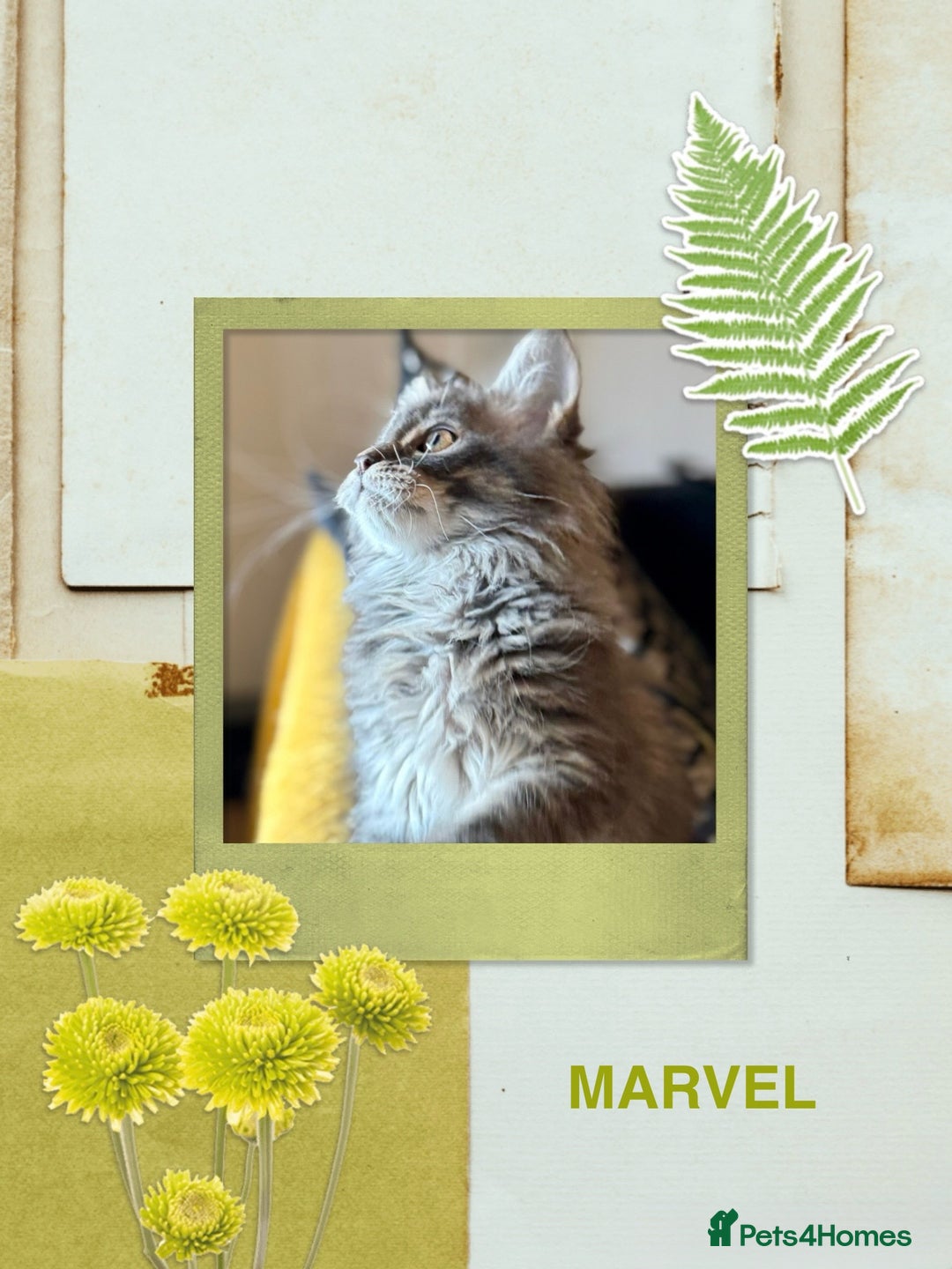 Maine Coon cats for sale: Ready NOW! TICA splendid Maine Coon - Image 24