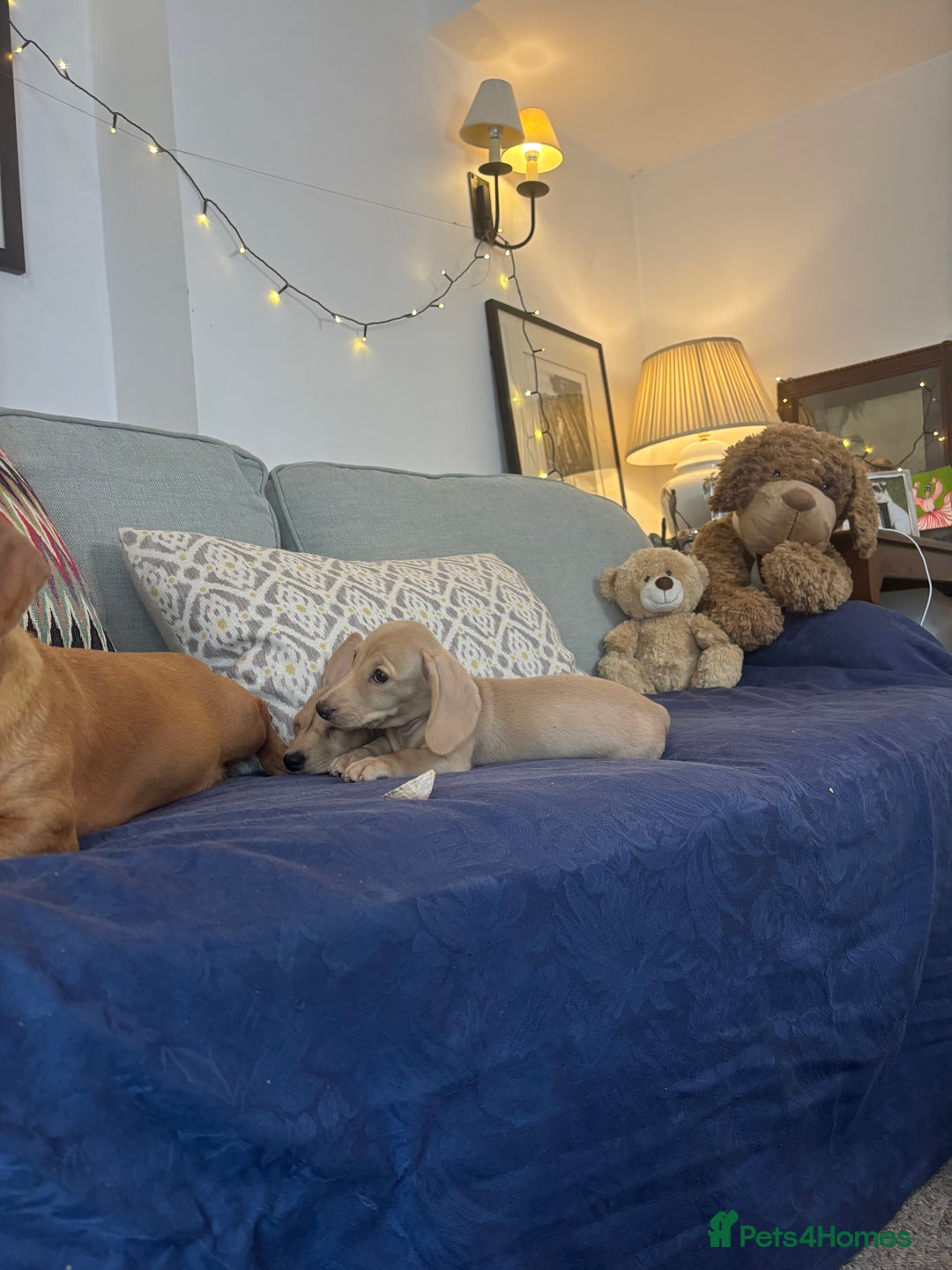 Miniature Dachshund dogs for sale: 🐶 Miniature Smooth Haired Dachshunds. KC REG. 🐶  - Image 37