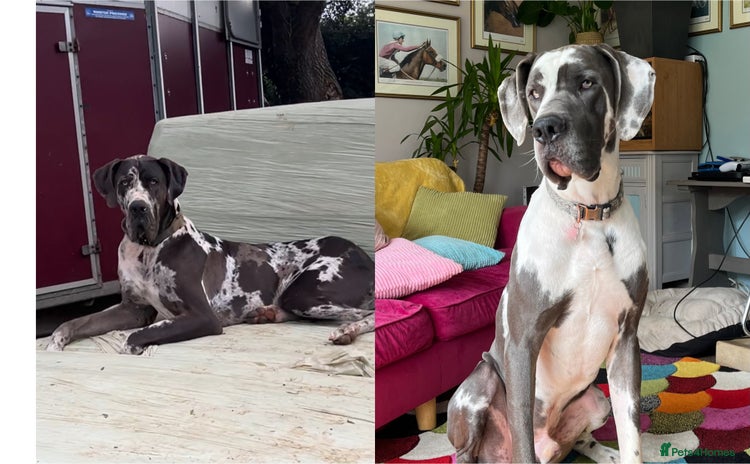 Great Dane dogs in Bideford - Advert 3