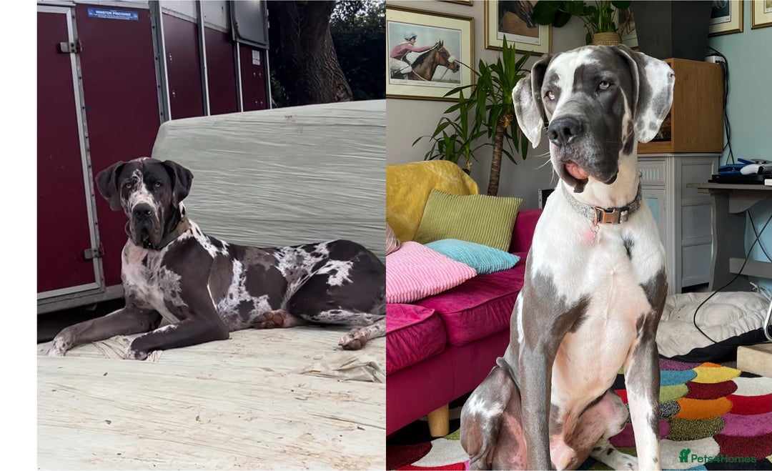 Great Dane dogs for stud: 2 KC reg Danes for STUD in Bideford - Image 1