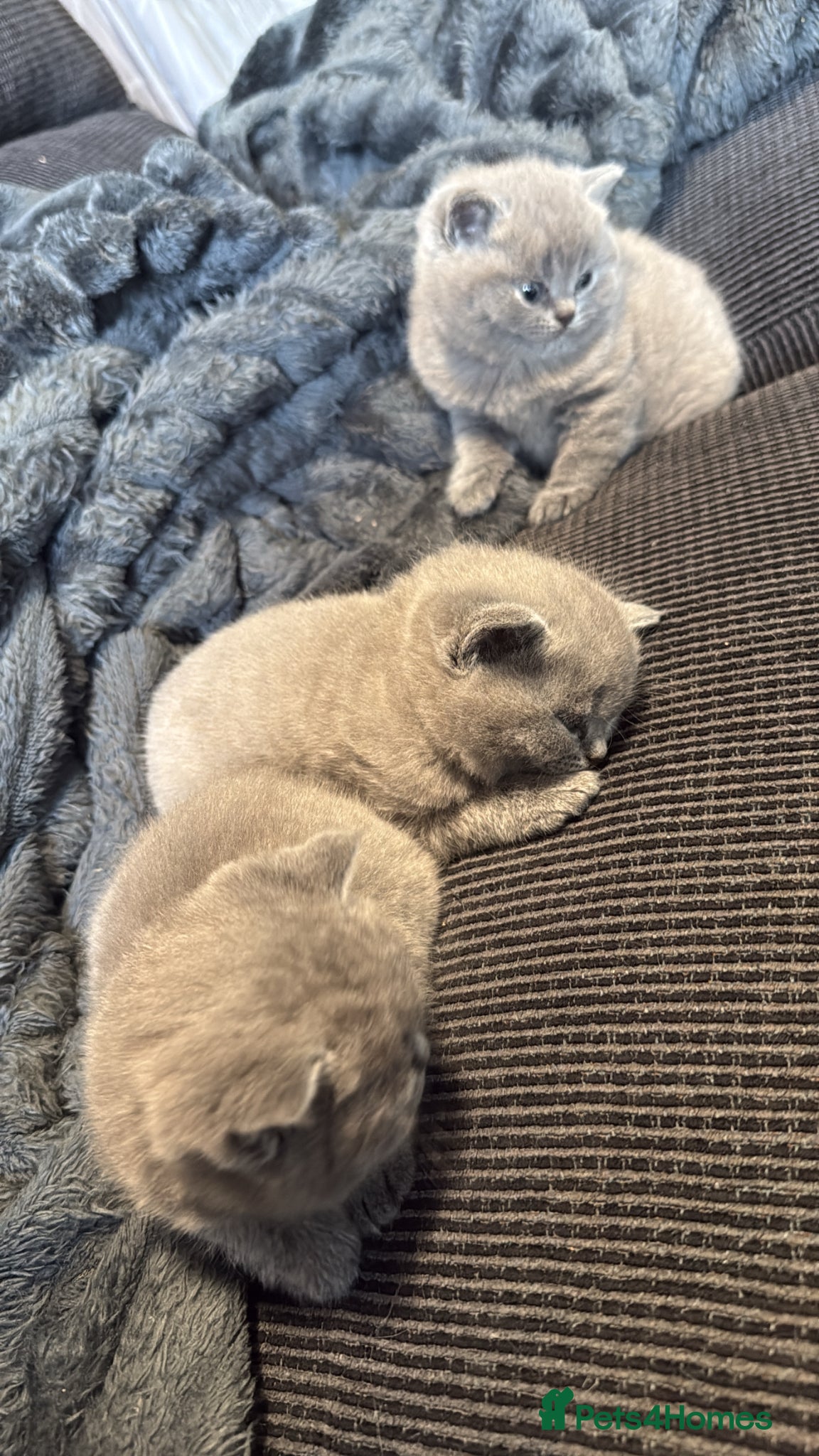 British Shorthair cats British short hair x chinchilla Persian kittens - Advert 3