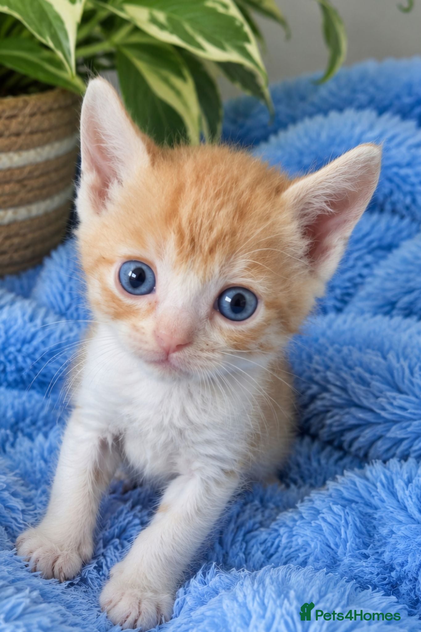 Mixed Breed cats 2 gingers left 💫READY 31st  - Advert 4