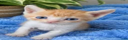 Mixed Breed cats for sale: 2 gingers left 💫READY NOW - Advert 1