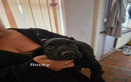 Cocker Spaniel dogs for sale: Cocker spaniel pups - Image 8