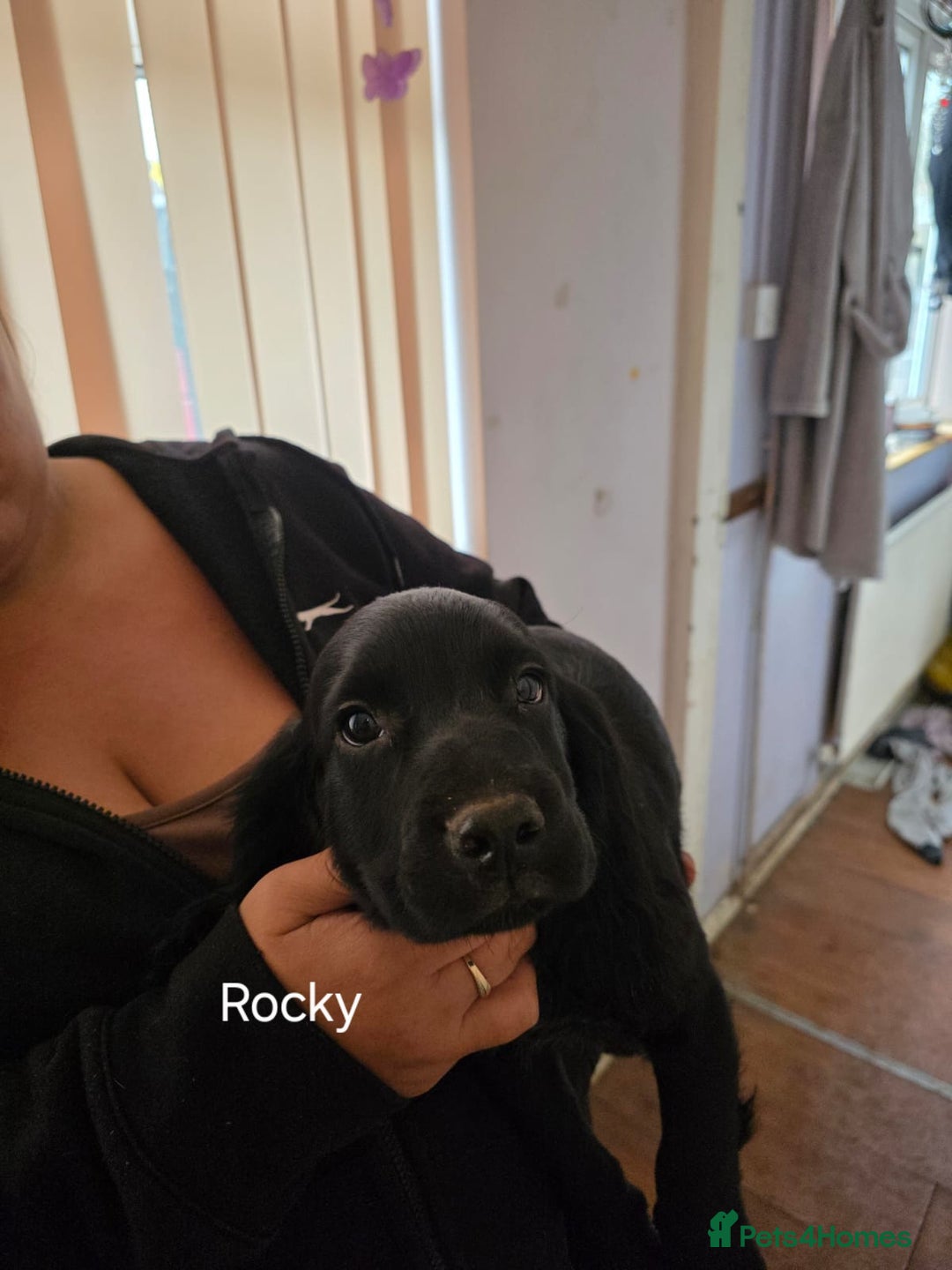 Cocker Spaniel dogs for sale: Cocker spaniel pups - Image 8