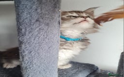 Maine Coon cats for sale: Stunning pedigree Mainecoon Kittens  - Image 16
