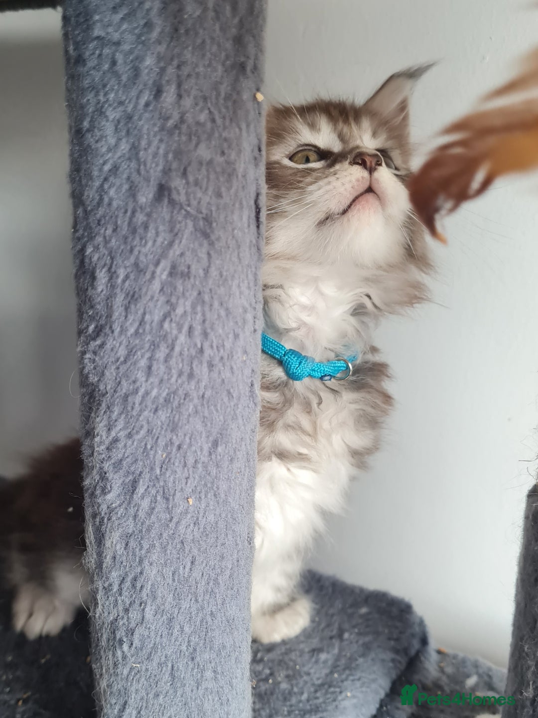 Maine Coon cats for sale: Stunning pedigree Mainecoon Kittens  - Image 16