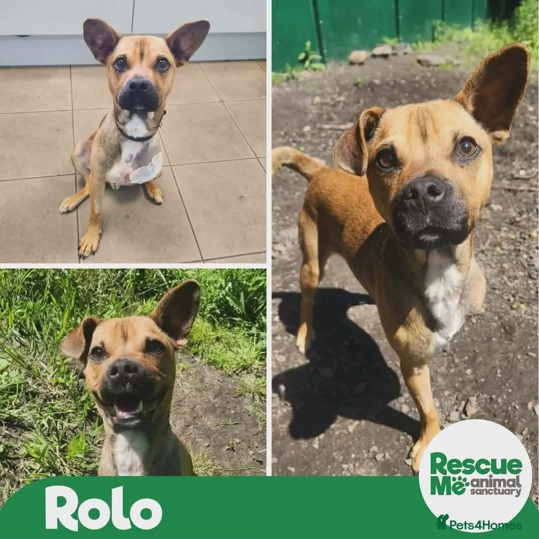 Mixed Breed dogs for adoption: Rolo 3 legged pup - Advert 1