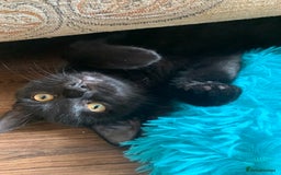 Bombay cats for sale: cats  - Image 2