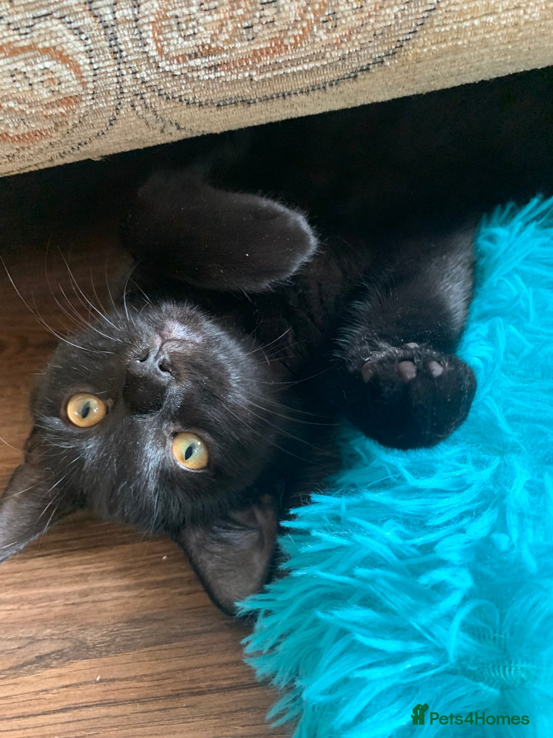 Bombay cats for sale: cats  - Image 2