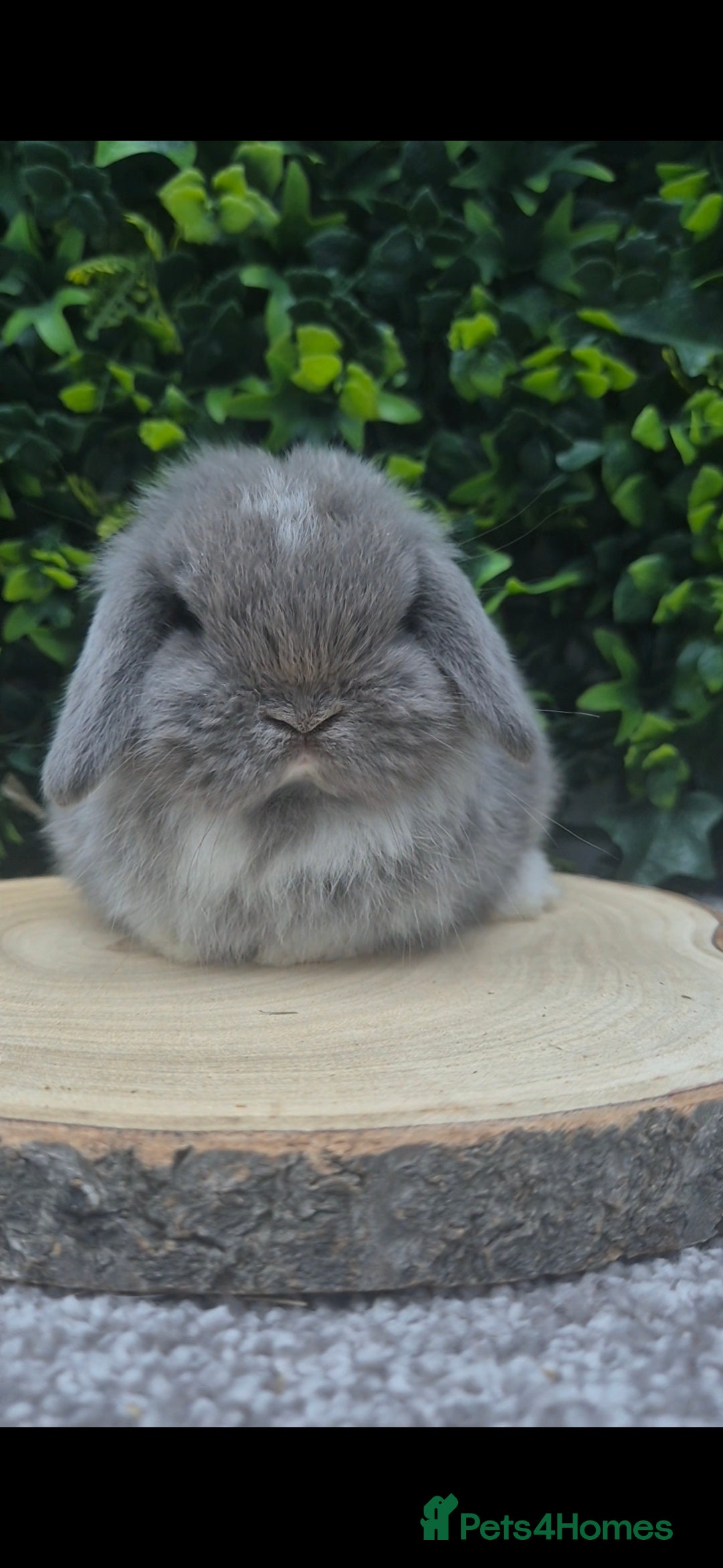 Mini Lop rabbits for sale: Mini lop baby girl ready now - Advert 8