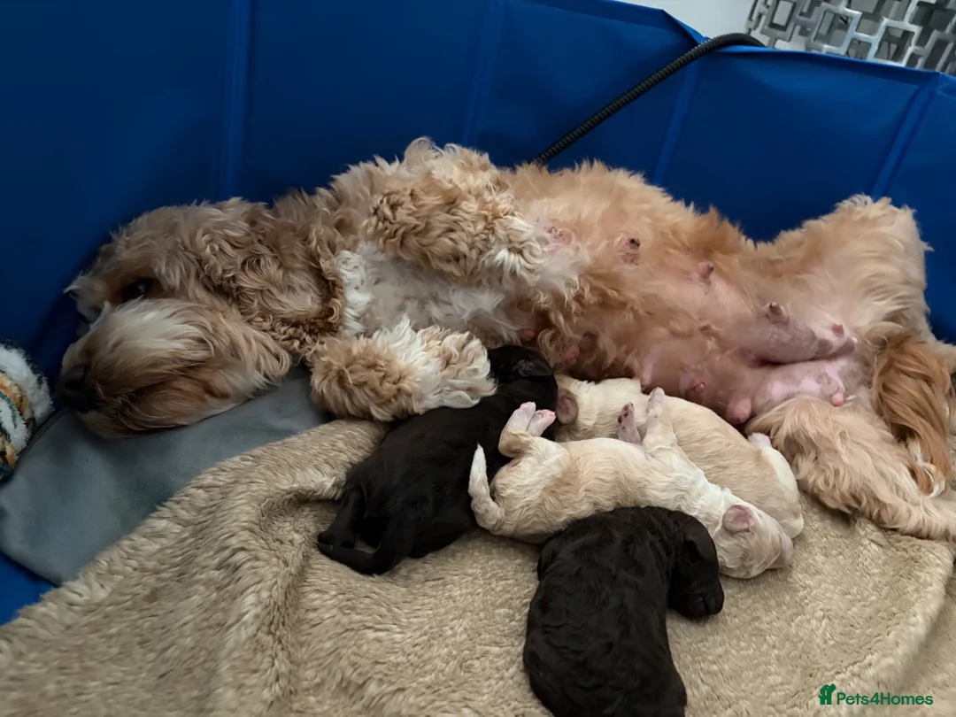 Cockapoo dogs for sale: Stunning F1B little girls looking for 5 star homes in Coventry - Advert 1
