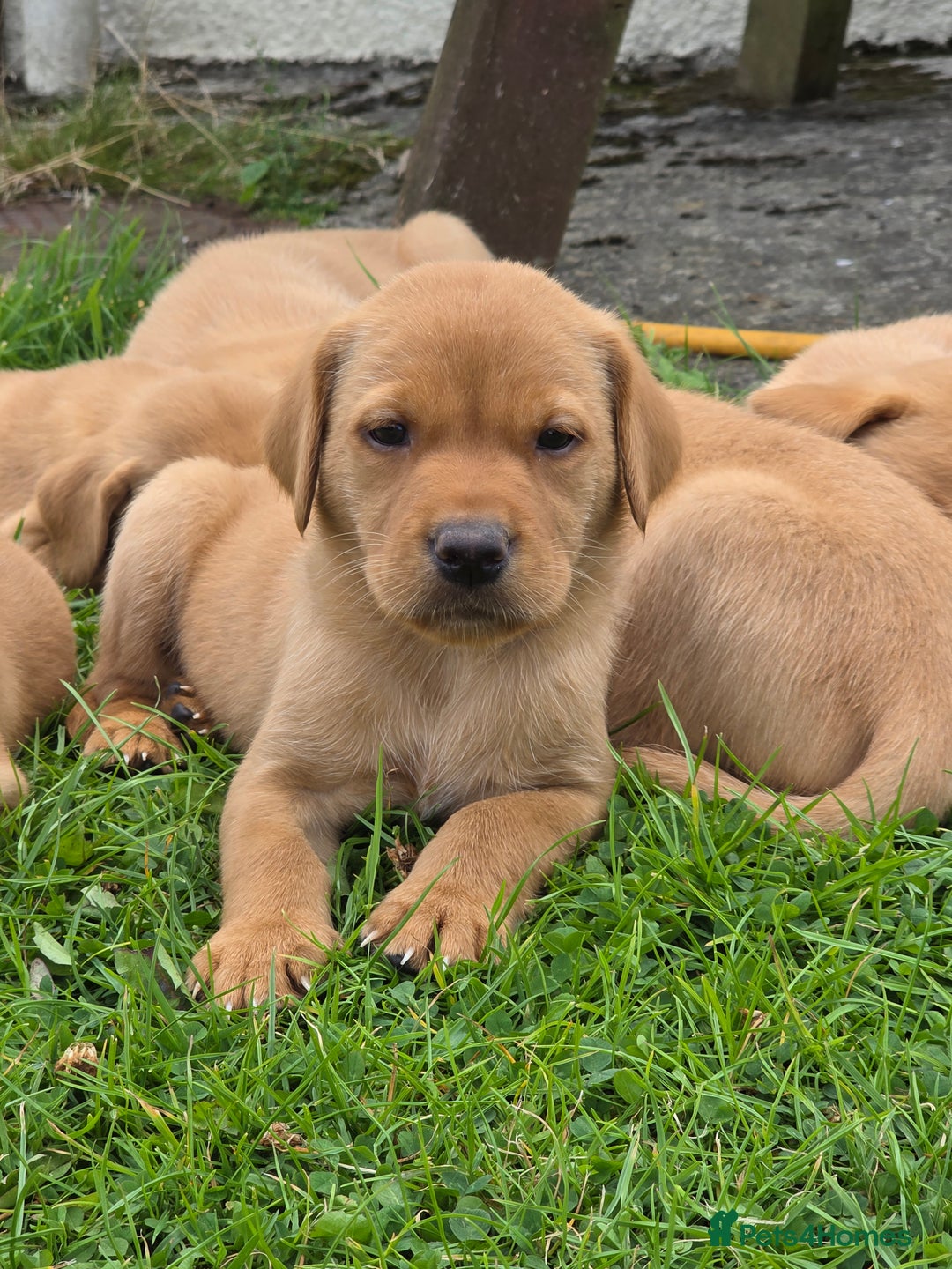 Labrador Retriever dogs for sale: Labrador fox red puppies - Image 8