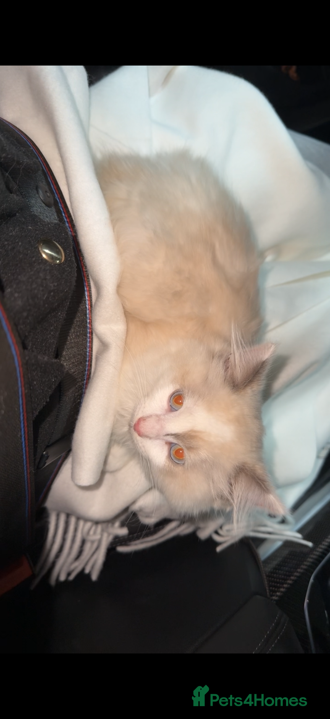Ragdoll cats for sale: Ragdoll Kitten - Image 3