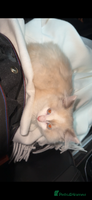 Ragdoll cats - Advert 11