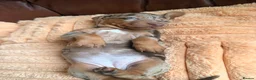 Miniature Dachshund dogs for sale: Miniature Dachshund Puppies - Advert 26